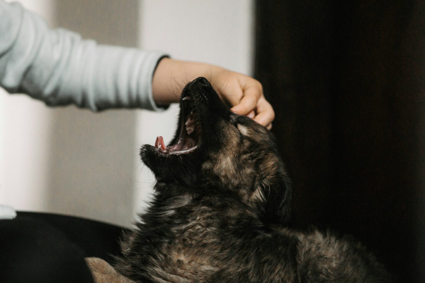 Dog bites (1)