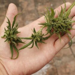 Marijuana crimes