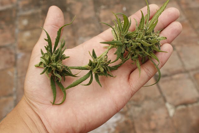 Marijuana crimes